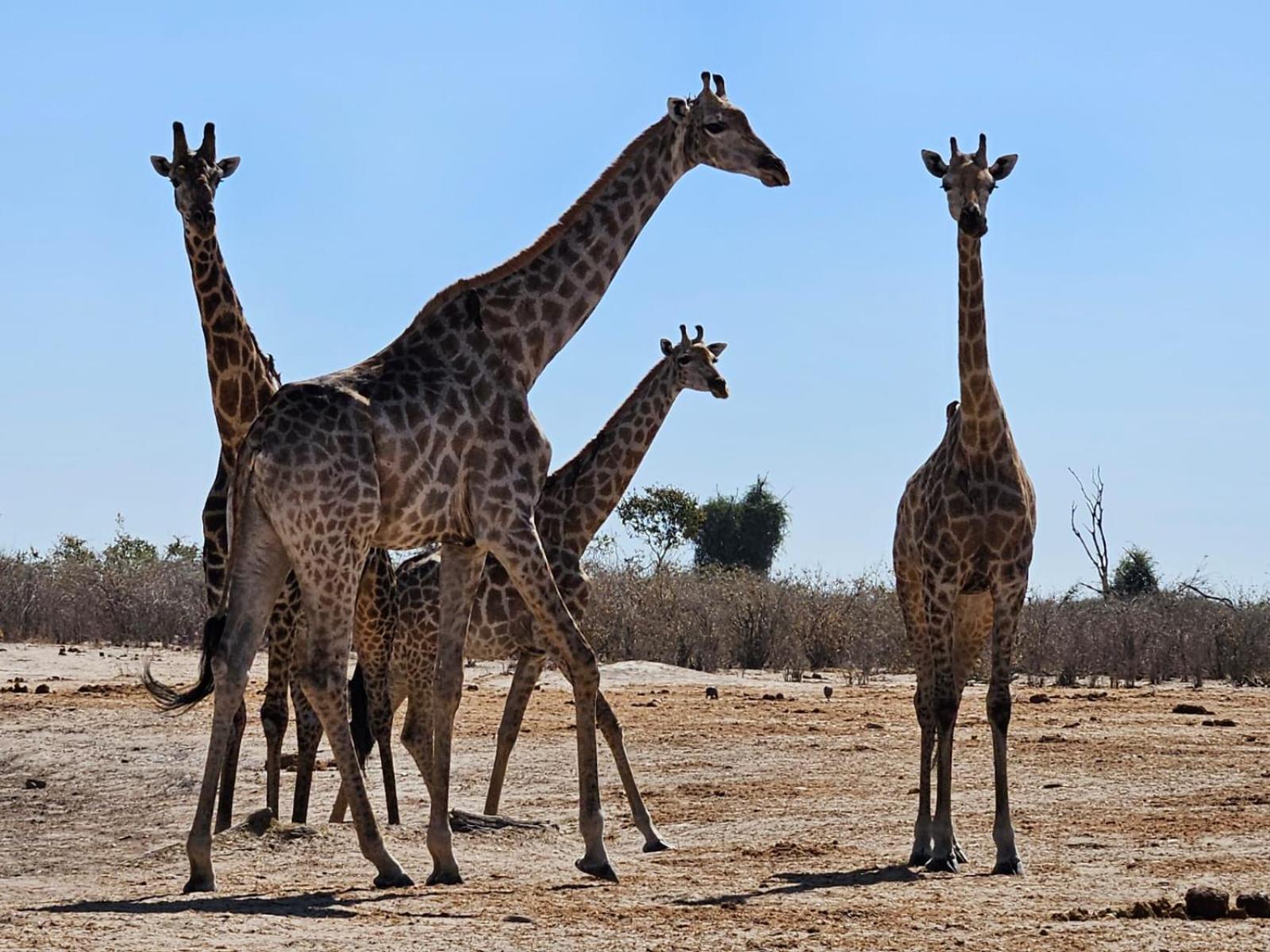 Xhabe Safari Lodge Chobe Muchenje Εξωτερικό φωτογραφία